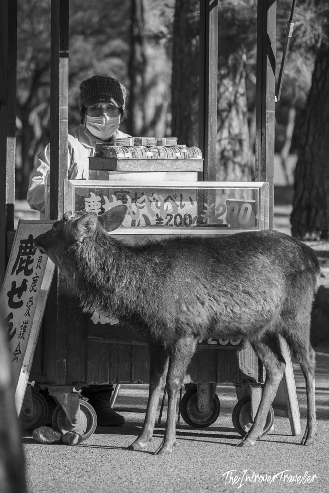 Nara Park deer lingering beside a shika senbei cracker vendor stall in Japan