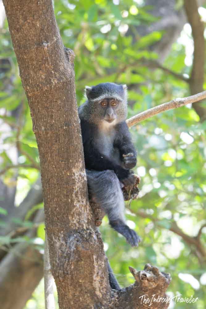 Blue monkey perched on a tree branch during a Tanzania safari, watching curiously from the forest canopy