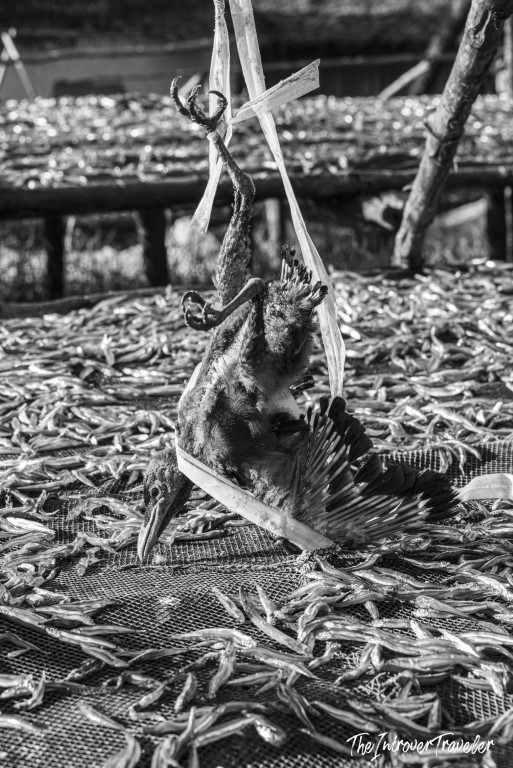 Dead bird caught among drying small fish on mesh racks at a coastal fish market