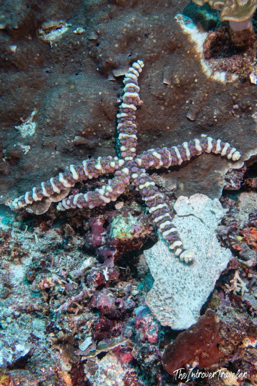 Textured purple and white starfish resting on coral reef during a Raja Ampat dive