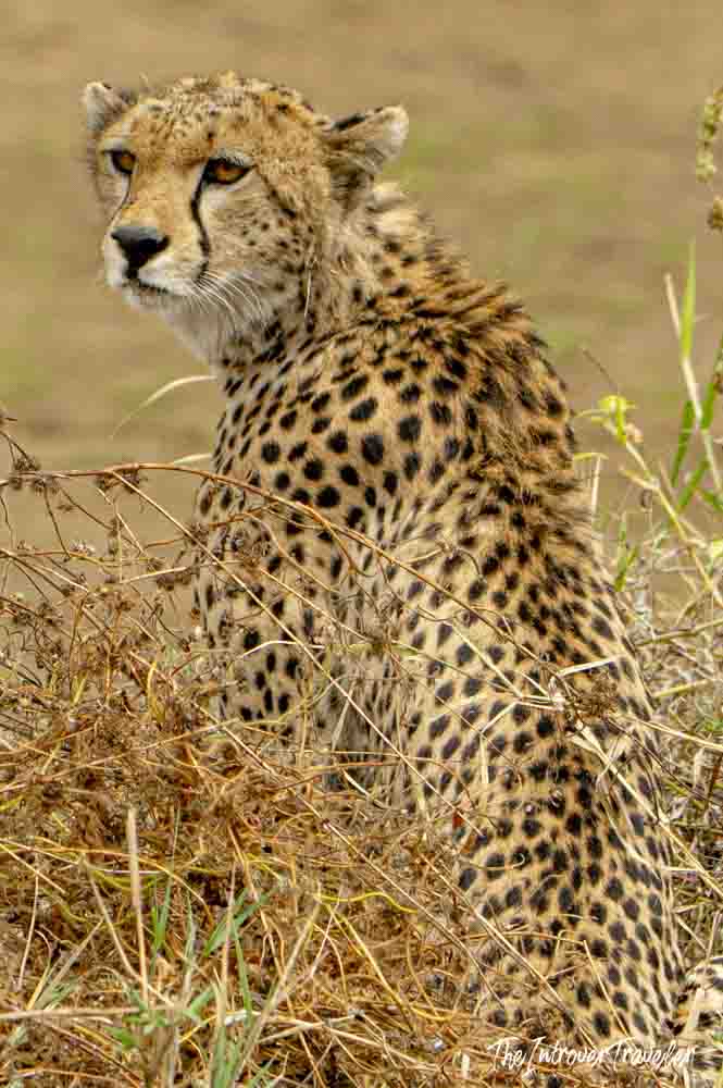 Wild cheetah resting in dry savanna grass during a Tanzania safari game drive