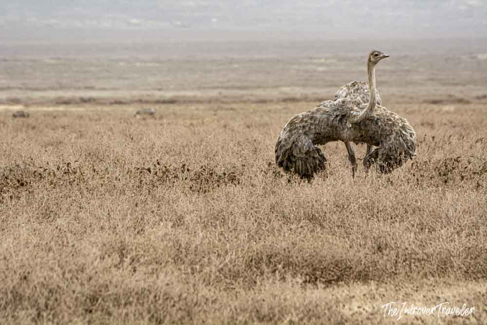 Female ostrich standing in dry savanna grassland during a Tanzania safari wildlife sighting