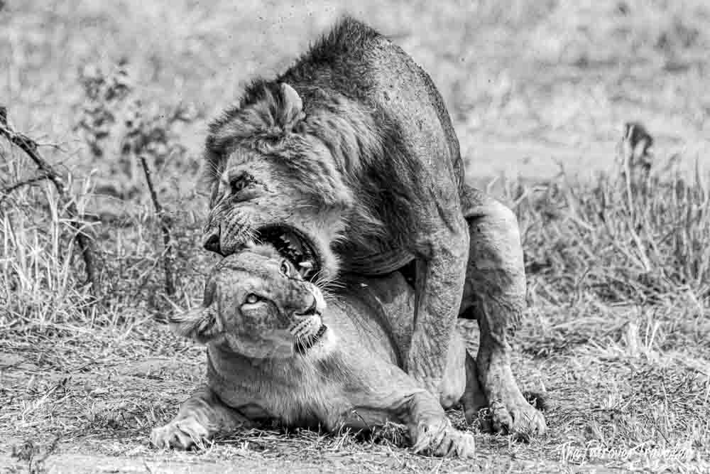 Black and white close-up of a lion and lioness interacting on the Tanzania savanna during safari