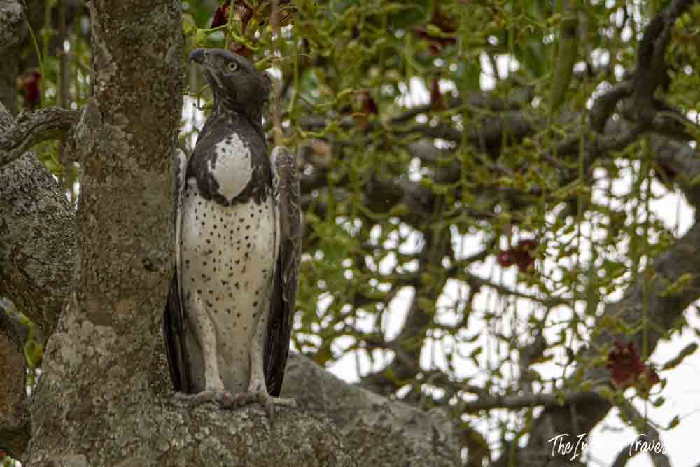 Martial eagle perched in a tree during a Tanzania safari, spotted in the savanna