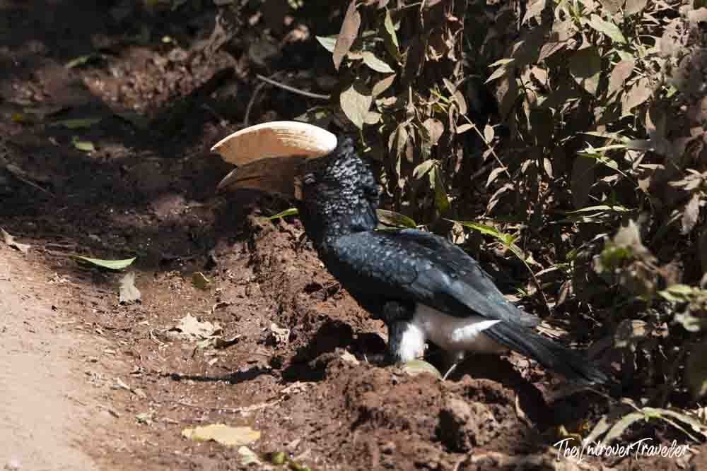 Silvery-cheeked hornbill foraging on muddy ground during a Tanzania safari wildlife encounter