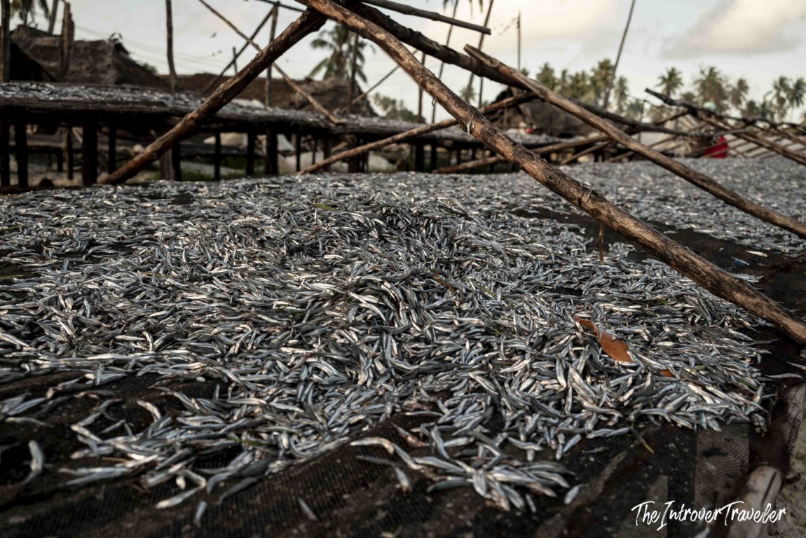 Thousands of small anchovies sun-drying on wooden rack frames at a coastal fish market