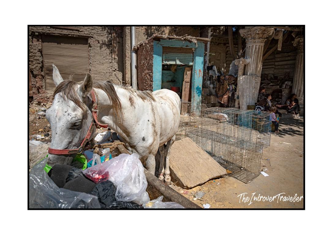 Worn white horse tied among street debris in a crumbling Cairo alley, capturing raw Egyptian street life