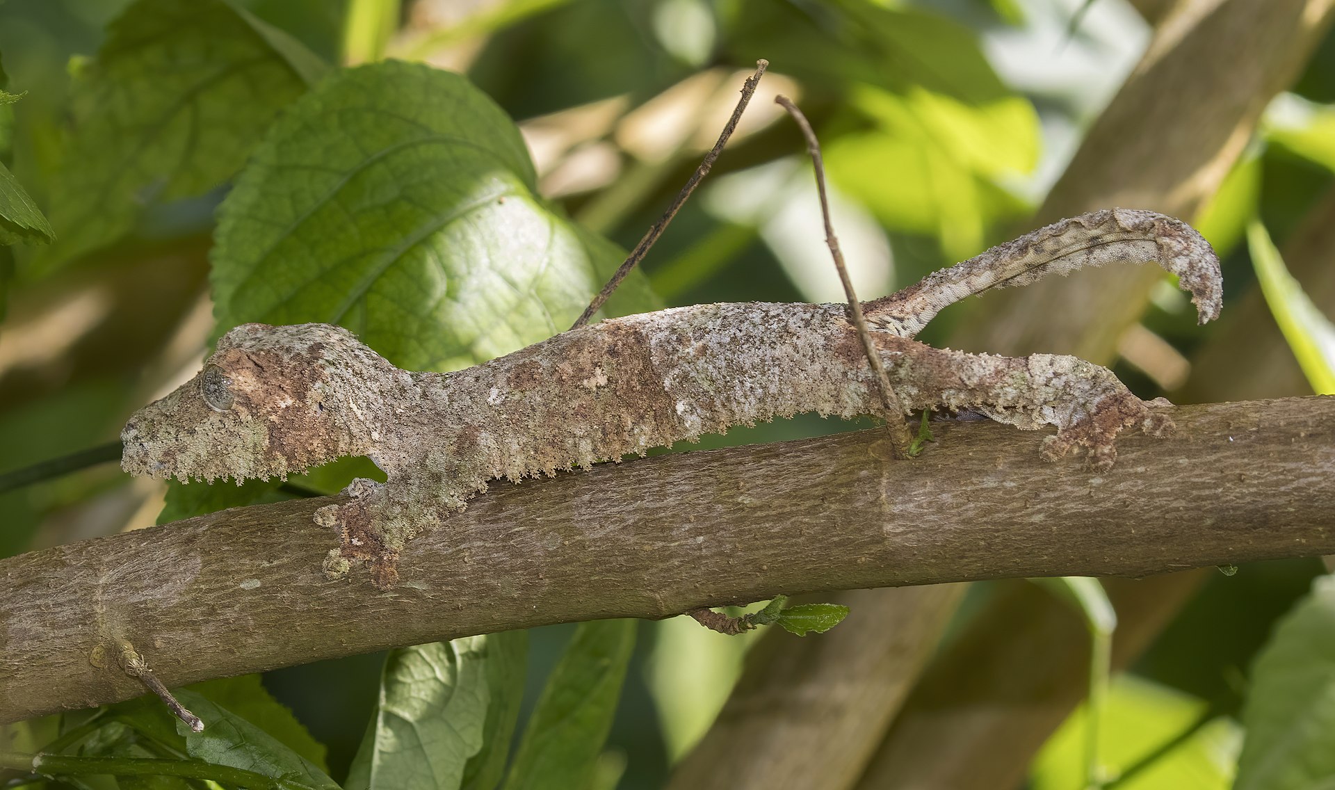 Mossy leaf-tailed gecko on a branch, showcasing bark-matching camouflage similar to the wobbegong shark