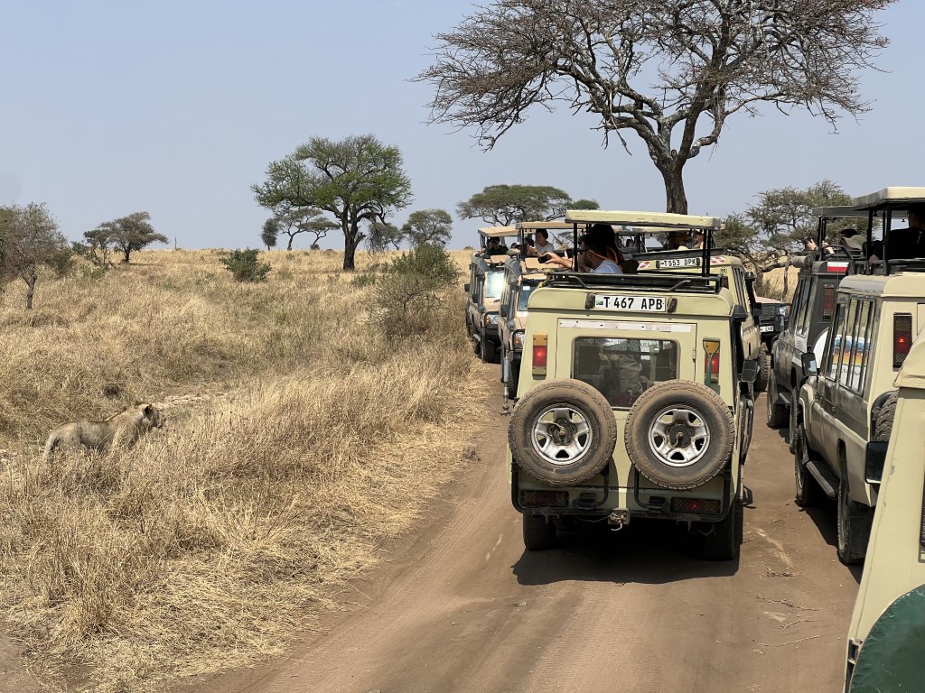 Safari jeeps lined up on a dusty Serengeti track as a young lion walks alongside in Tanzania
