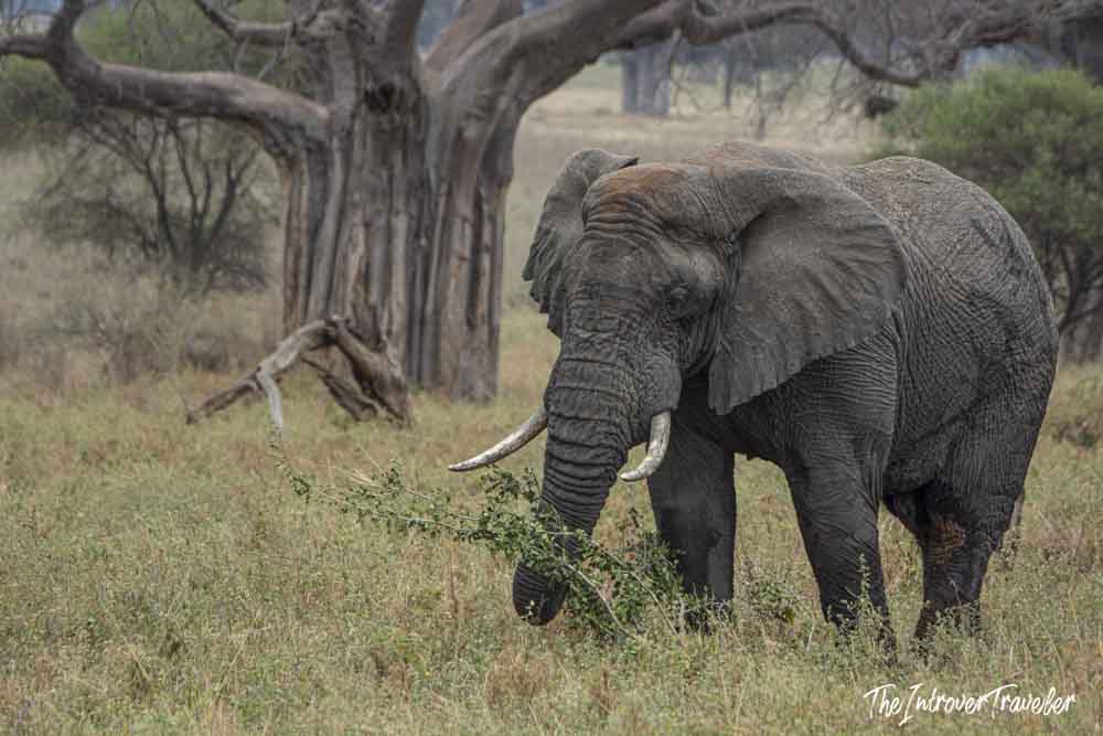 Wild African elephant grazing in Tanzania savanna, with baobab trees in the background