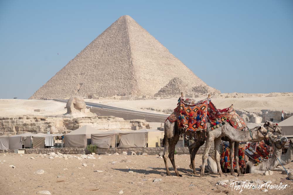 Decorated camels at Giza with the Great Sphinx and Great Pyramid of Khufu rising behind them