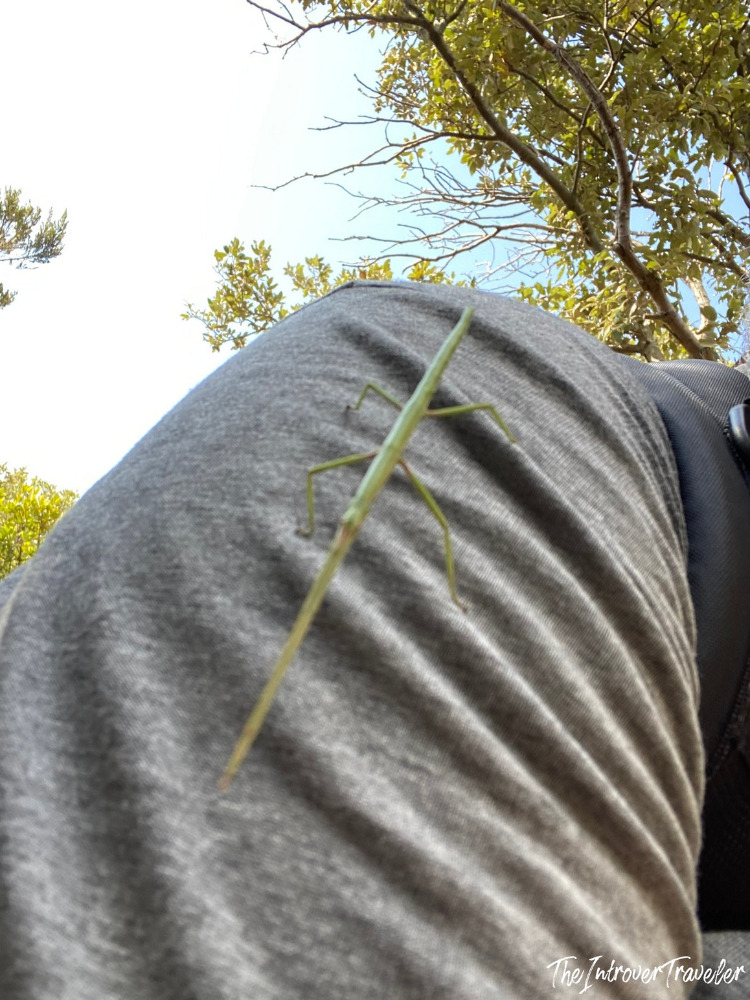 Green praying mantis resting on a hiker's shoulder during the Cala Moresca trek in Sardinia