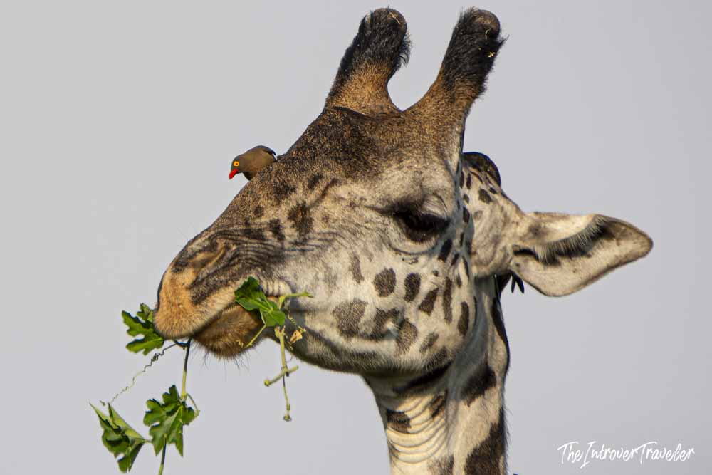 Close-up of a giraffe browsing leaves on a Tanzania safari, with a red-billed oxpecker perched on its head