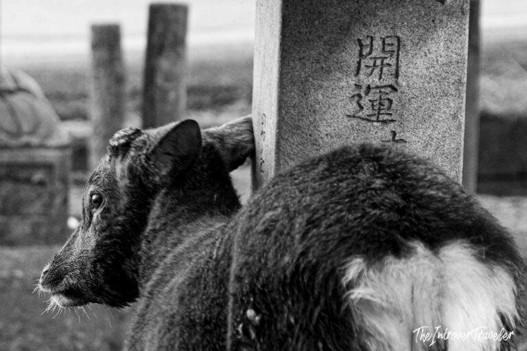 The deer of Nara Park (Japan)