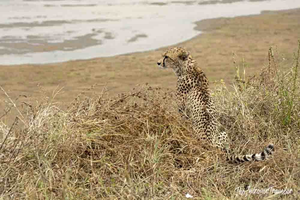 Cheetah sitting alert in dry savanna grass near a watering hole during a Tanzania safari