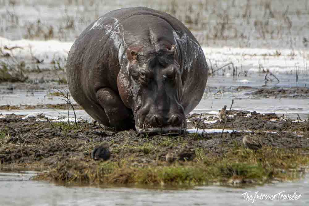 Close-up of a wild hippo resting on a muddy riverbank during a Tanzania safari