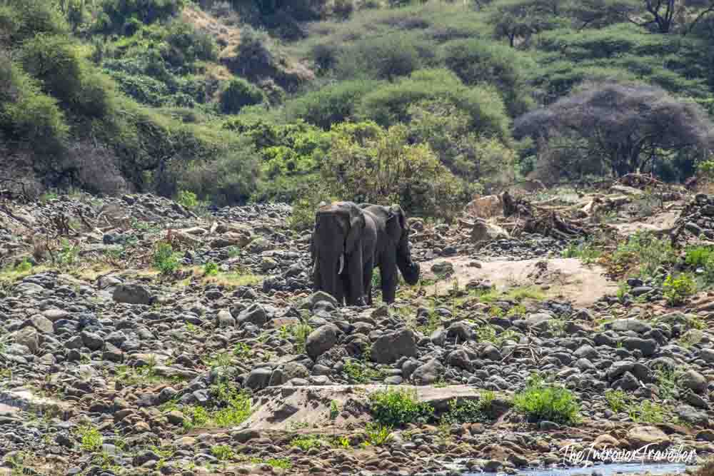 Wild African elephant walking along a rocky riverbed in the Tanzanian savanna bush landscape