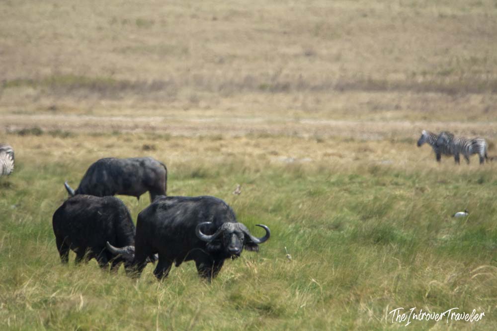 Cape buffalo and zebras grazing together on the Tanzania savanna during a wildlife safari