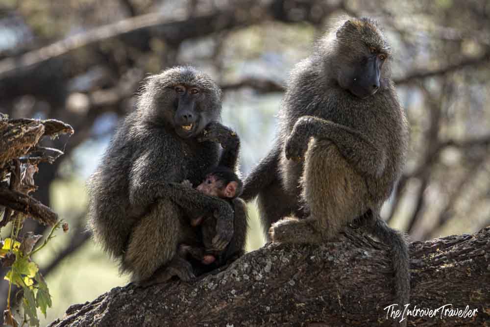 Two olive baboons with a newborn infant resting on a tree branch during a Tanzania safari