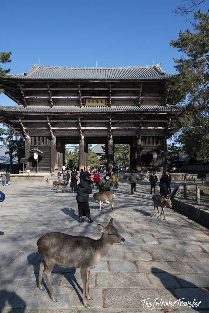 Free-roaming Nara deer in front of the Nandaimon Great South Gate of Todai-ji temple