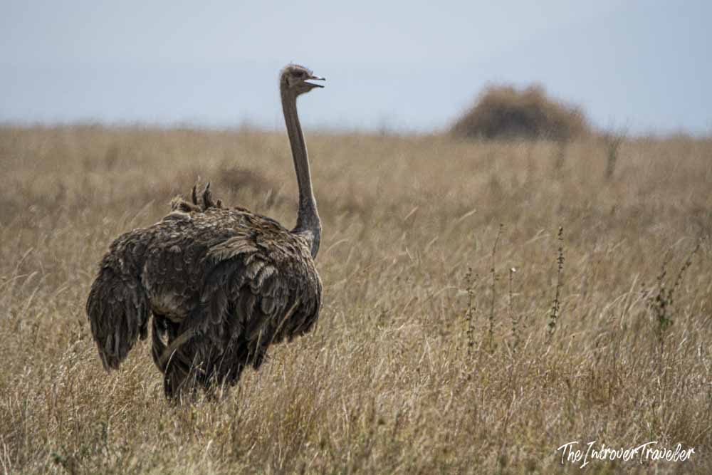 Female ostrich spotted in the dry grasslands of the Tanzanian savanna during safari