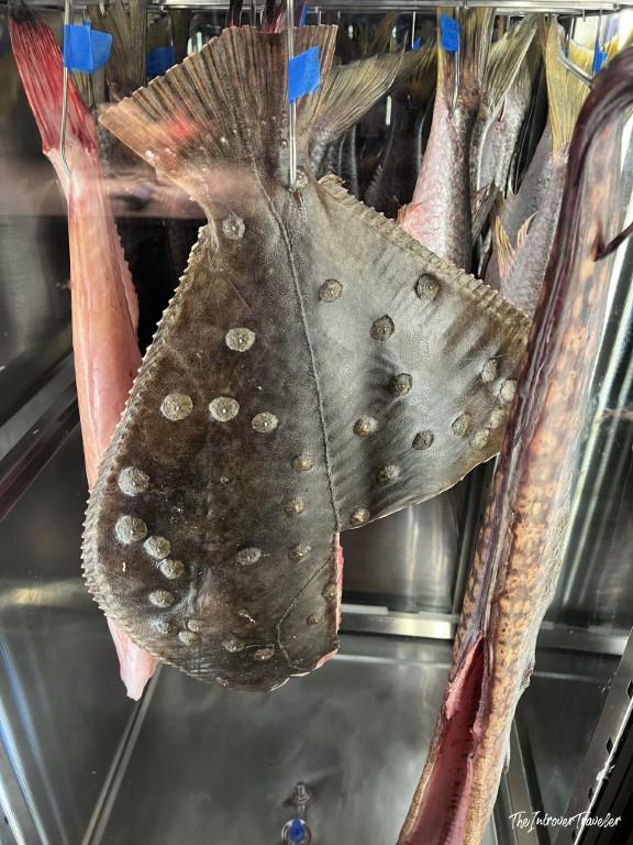 Fresh flatfish and whole fish hanging on display at a Rimini seafood restaurant