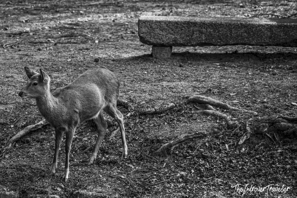 A young sika deer roaming freely near a stone lantern in Nara Park, Japan