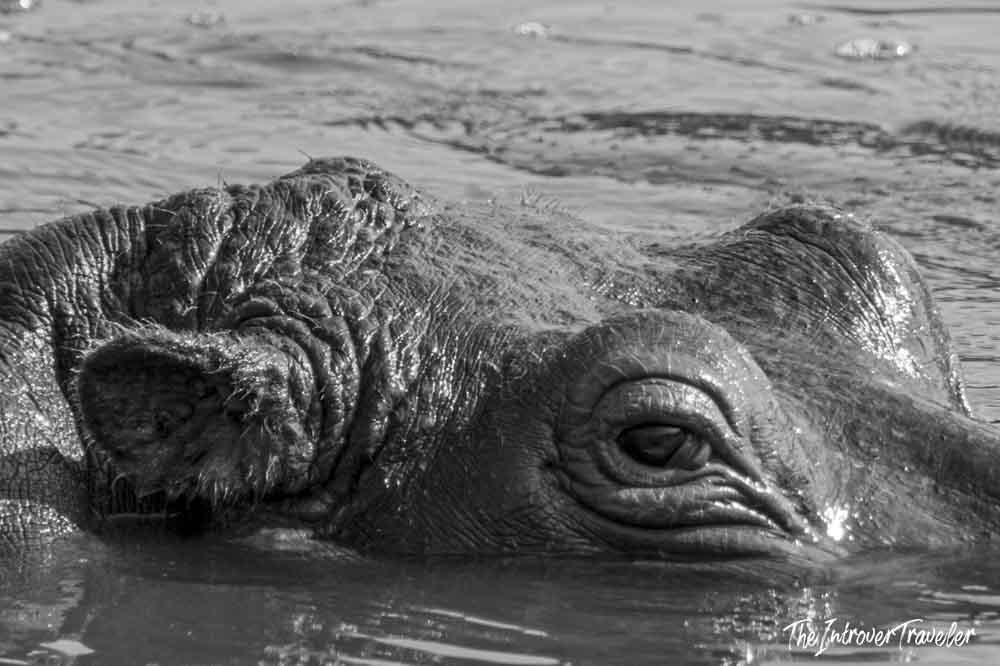 Close-up black and white portrait of a hippo submerged in water, spotted on a Tanzania safari