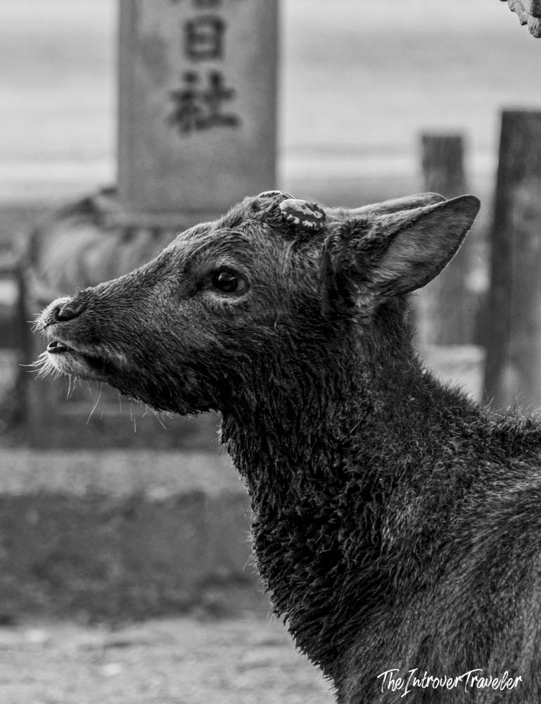 Young sika deer with budding antlers near a Japanese shrine sign in Nara Park