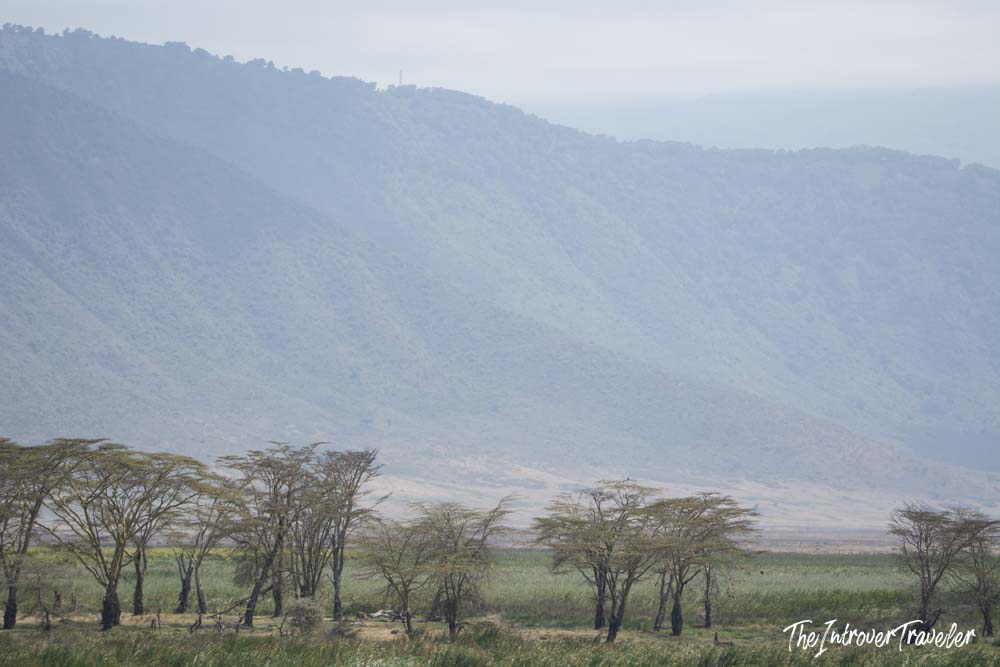 Misty Ngorongoro Crater walls rising above acacia trees on the Tanzania safari floor