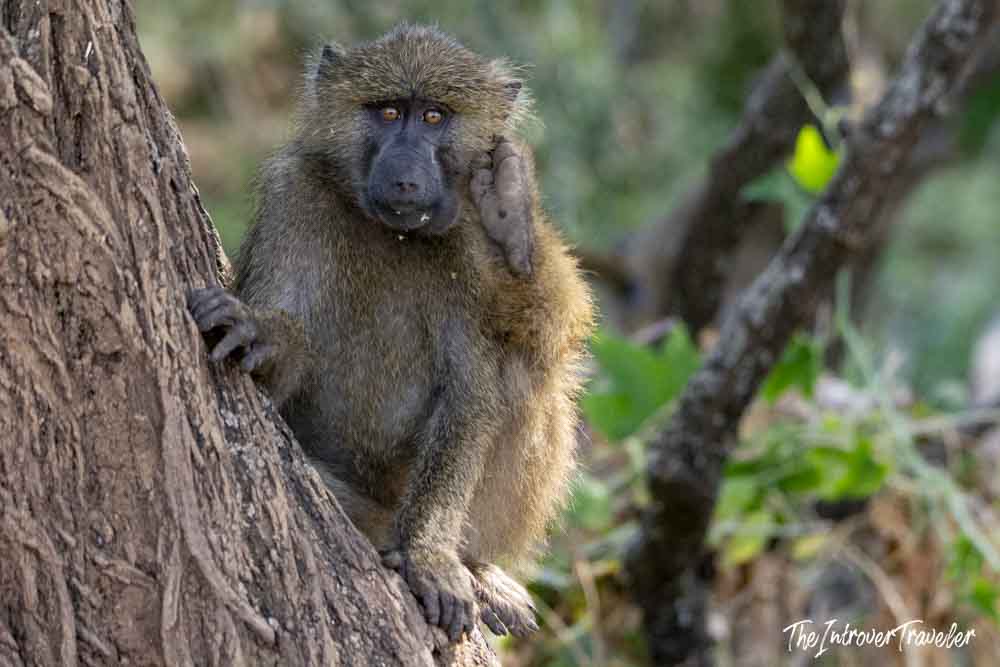 Olive baboon perched on a tree trunk during a Tanzania safari, gazing directly at the camera