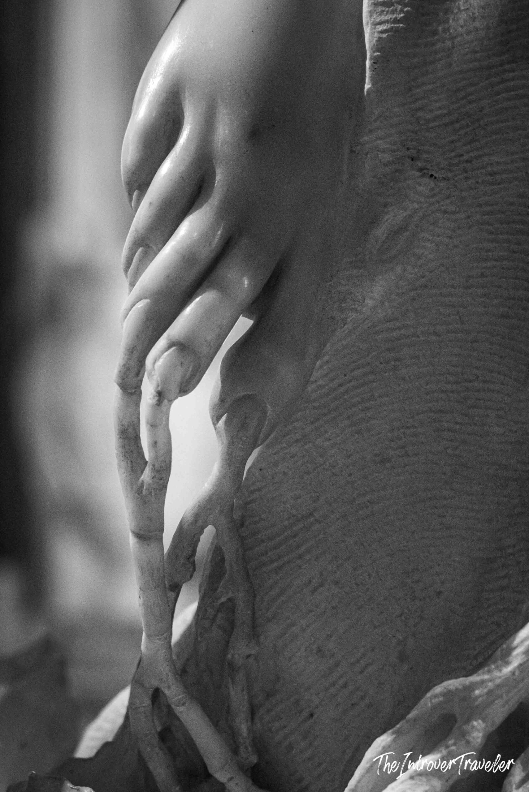 Close-up of Daphne's hand transforming into laurel branches in Bernini's Apollo and Daphne, Borghese Gallery