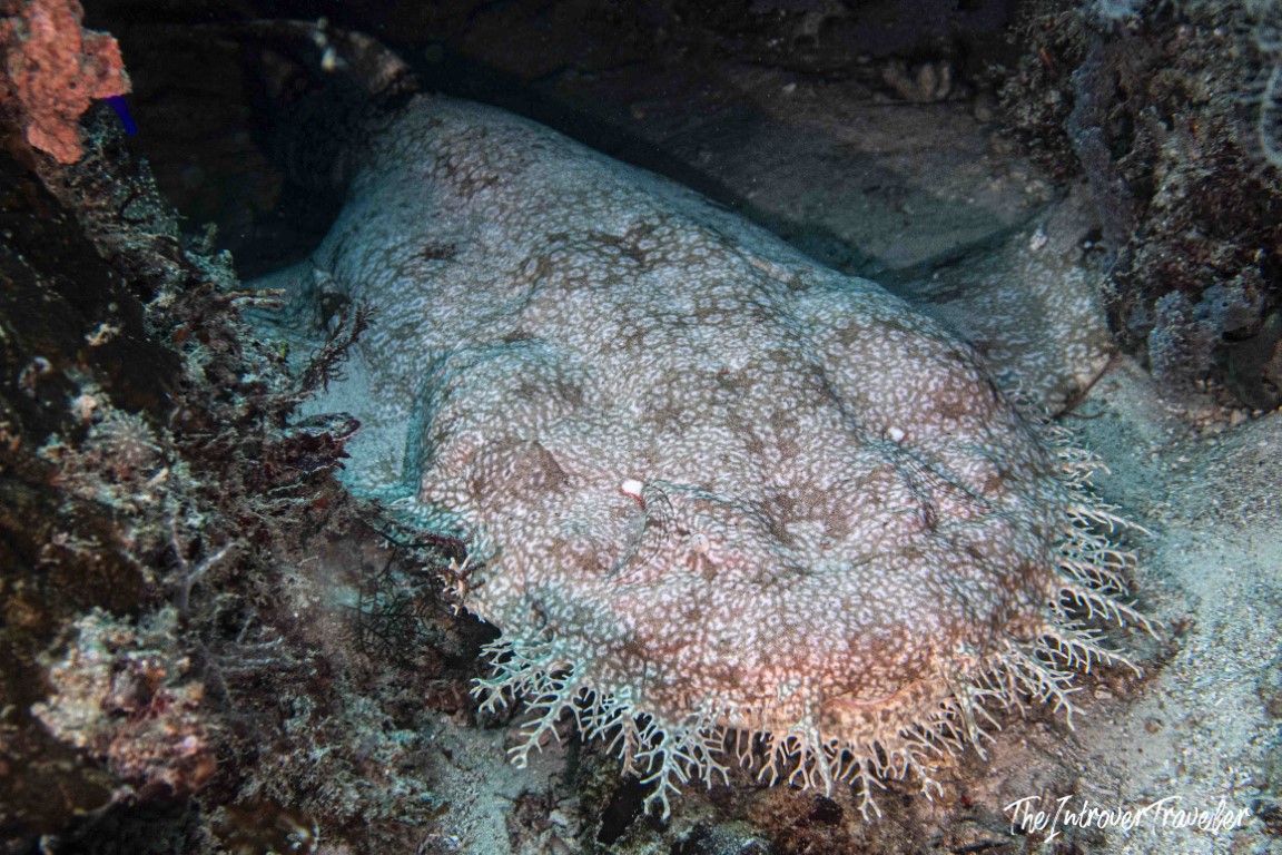 Wobbegong shark resting camouflaged on the seafloor in Raja Ampat, showing its fringed lobes