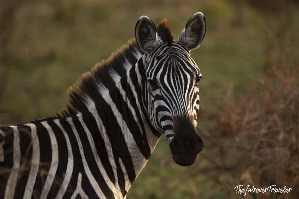 Close-up of a plains zebra spotted on a Tanzania safari, lit by warm golden savanna light