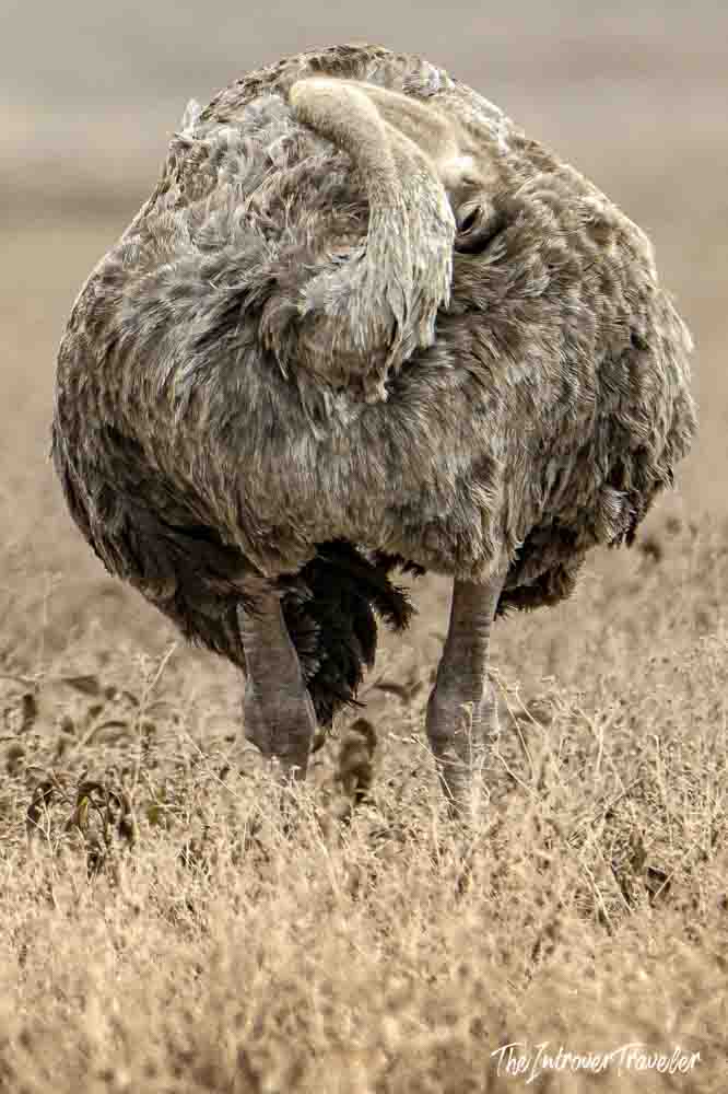 Female ostrich bending head down to forage in dry savanna grassland, Ngorongoro, Tanzania