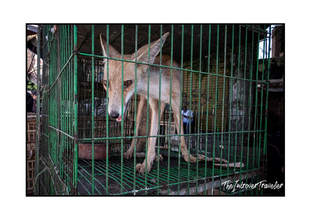 Wild fox confined in a small green metal cage at an Egyptian street market