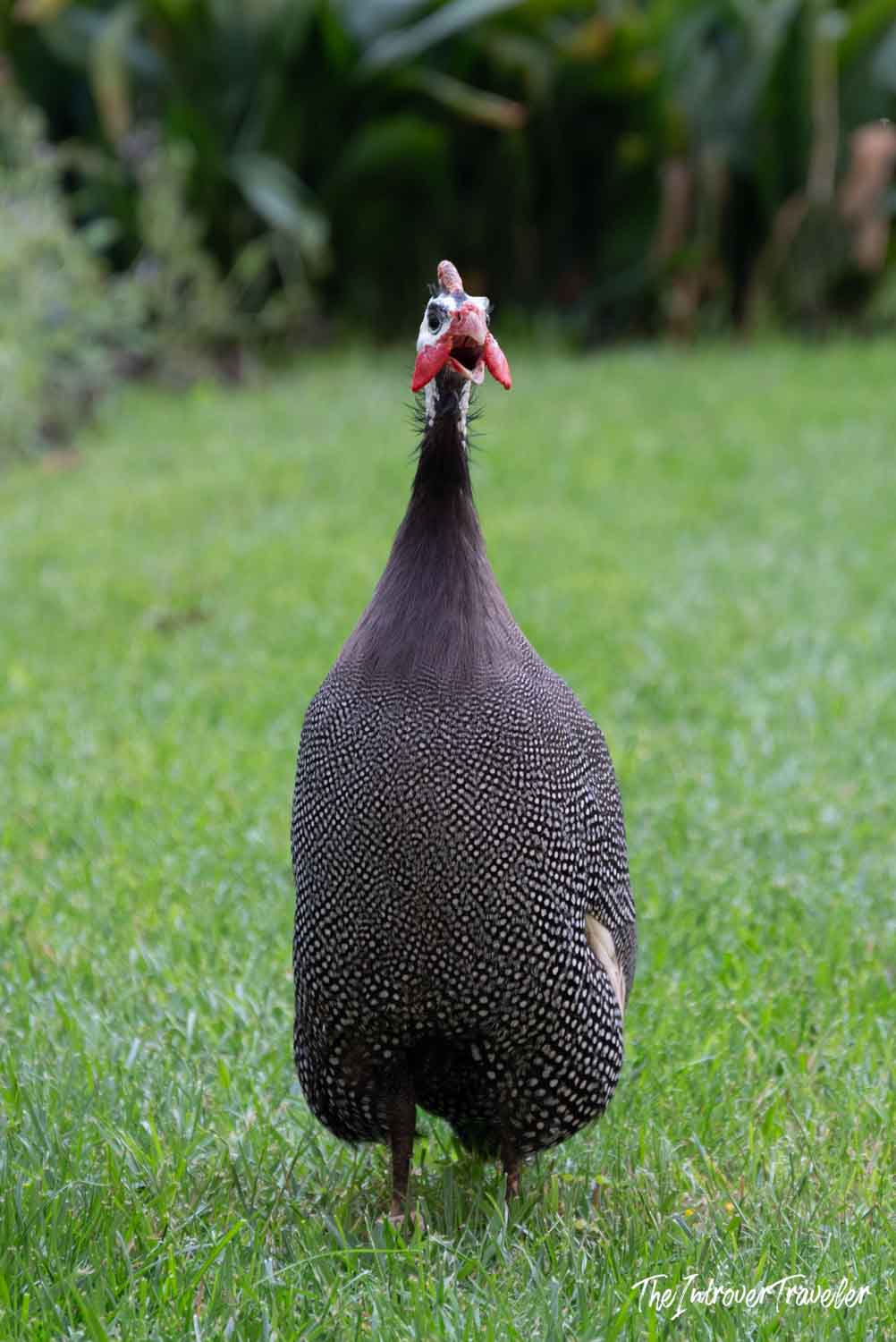 Helmeted guinea fowl with speckled plumage and red wattle standing on green grass