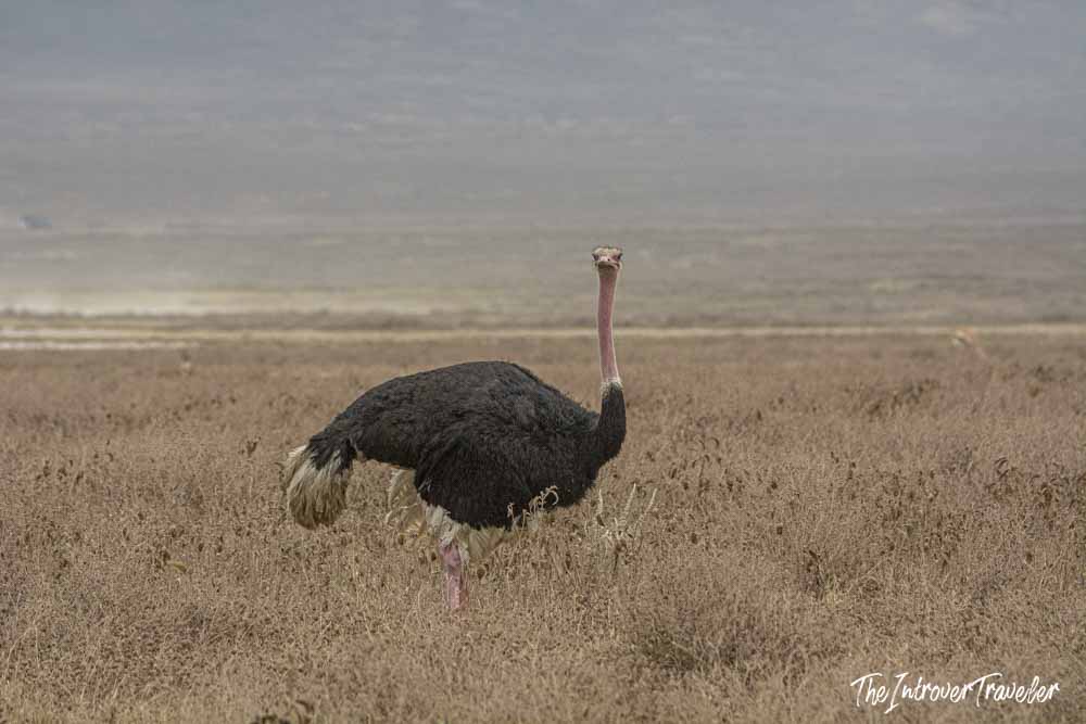 Male ostrich spotted on the Ngorongoro Crater floor during a Tanzania safari