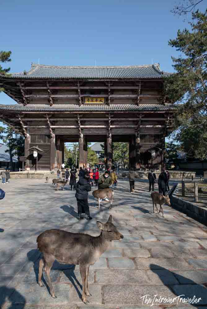 Free-roaming sacred deer near the Nandaimon Great South Gate of Todaiji Temple, Nara