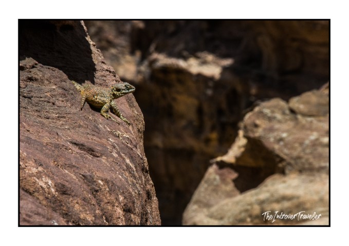 Small lizard basking on red sandstone rocks in the ancient canyon of Petra, Jordan