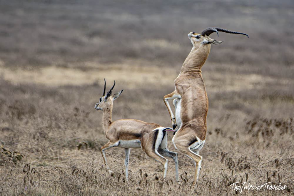 Thomson's gazelles mating on the dry savanna floor of Ngorongoro Crater, Tanzania
