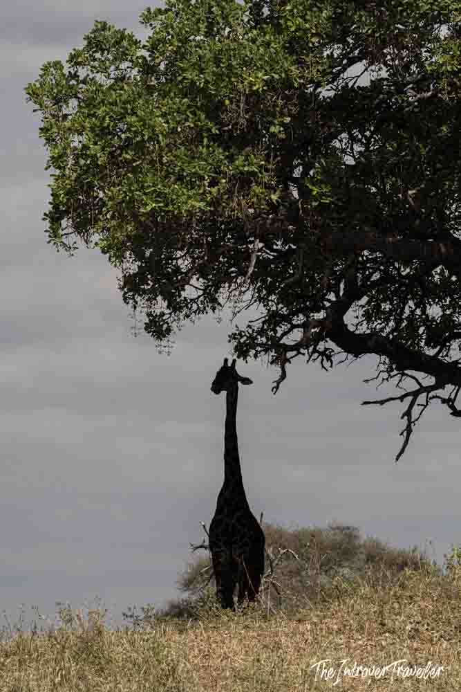 Silhouetted giraffe browsing a tree on the Tanzania savanna during a safari game drive