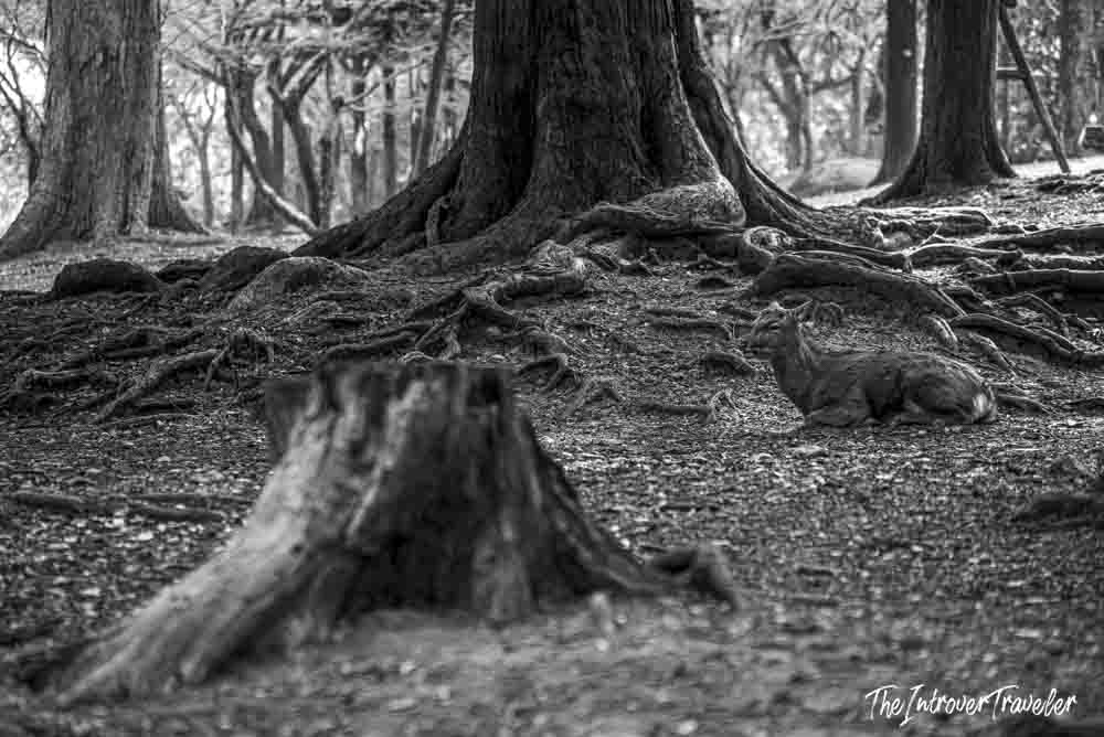 Wild Nara Park deer resting among ancient tree roots in a quiet forest grove
