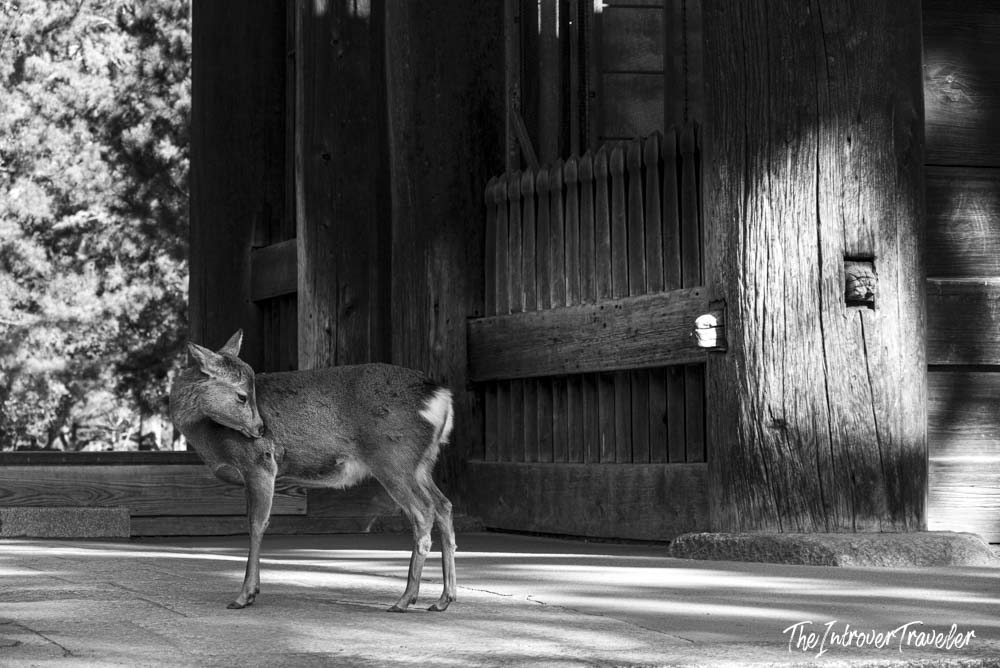 Wild Nara deer standing beside the massive wooden gate of Todai-ji temple, Japan