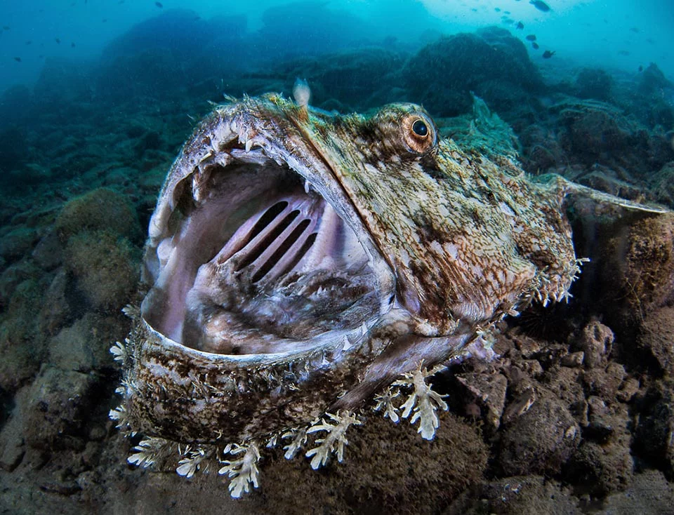 Close-up of a wobbegong shark with open mouth on rocky seafloor in Raja Ampat, Papua