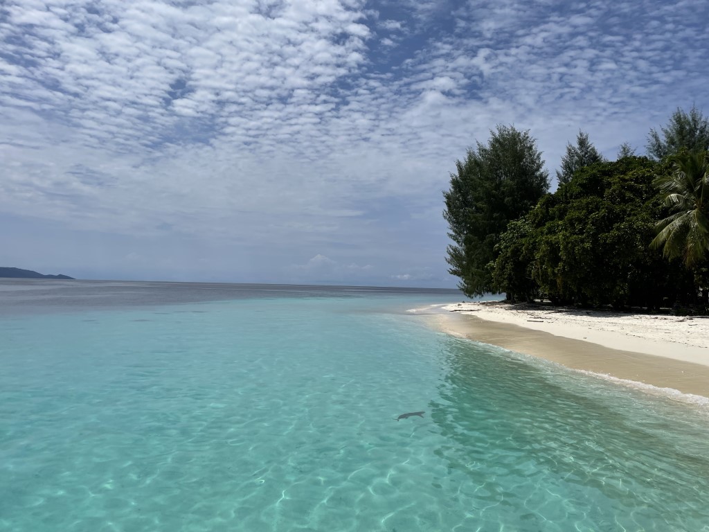 Crystal-clear turquoise lagoon and white sand beach in Raja Ampat, with a small shark visible underwater