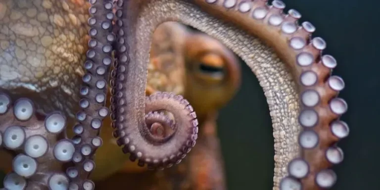 Peter Godfrey-Smith, Other Minds: a review of a philosophical journey into octopus thought and intelligence.