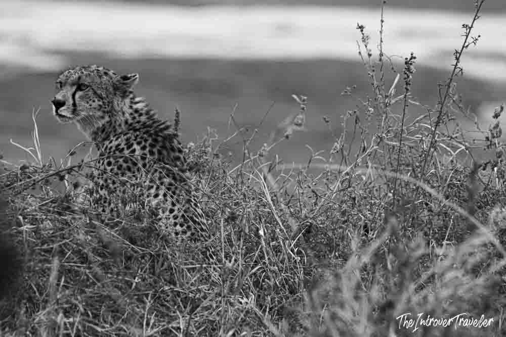 Cheetah partially hidden in tall savanna grass during a Tanzania safari wildlife sighting