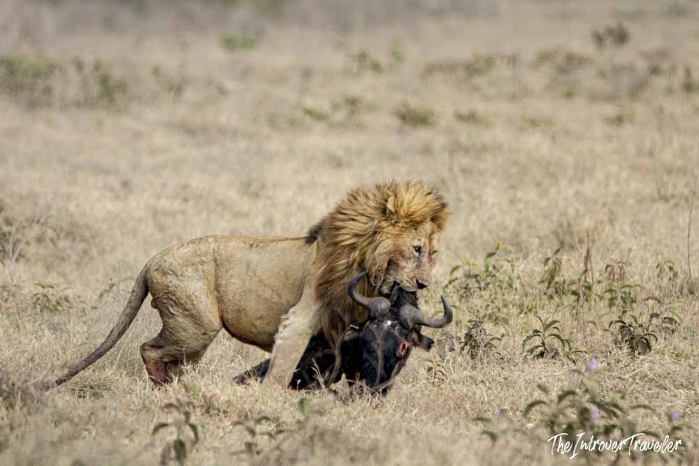 Male lion hunting a wildebeest on the Tanzania savanna, a raw wildlife moment on safari