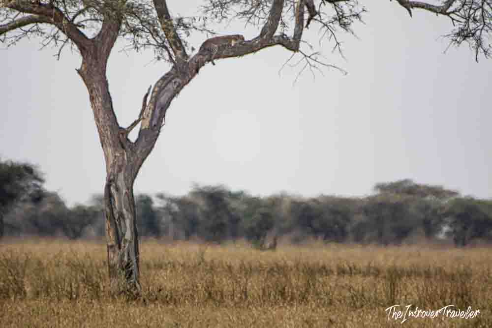 Leopard resting in an acacia tree on the Tanzanian savanna during a safari